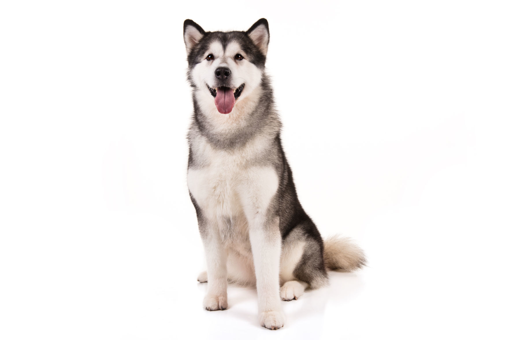 Alaskan malamute